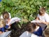 Ladita plante pentru gradina scolii