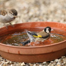 Adăpătoare și băi de păsări: Oaze răcoritoare pentru păsări în timpul verii