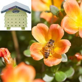 Paznicii neobservați ai grădinii noastre: Adăposturi pentru insecte și albine