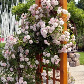Descoperă diferențele: Spaliere și Suporturi pentru flori cățărătoare