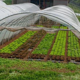 Grădină de legume, fără chimicale: Cum să începi corect răsadurile pentru o recoltă reușită?