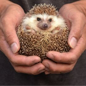 Cum să protejăm aricii în apropierea iernii