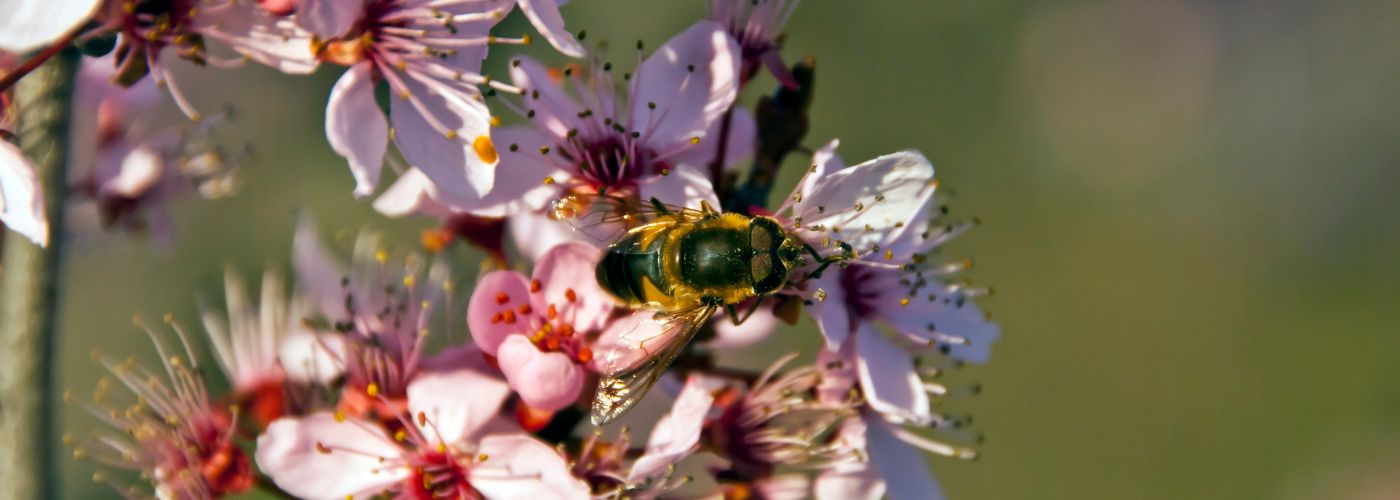 Paznicii neobservați ai grădinii noastre: Adăposturi pentru insecte și albine