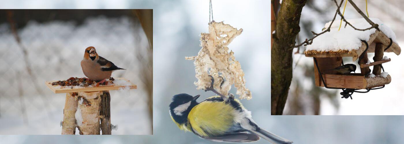 Alimentația de iarnă: Cum să sprijinim păsările în lunile geroase