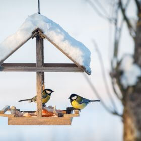 Alimentația de iarnă: Cum să sprijinim păsările în lunile geroase