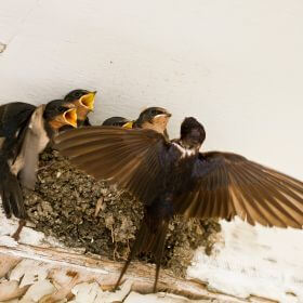 Protecția rândunicilor: Importanța cuiburilor și adăposturilor artificiale pentru rândunici